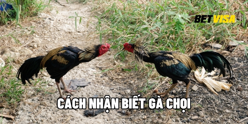 Cách nhận biết gà chọi
