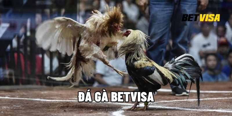 Đá Gà Betvisa