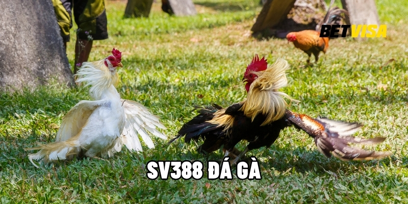 SV388 Đá Gà